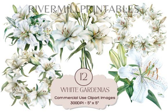 Download White Gardenia Flowers Transparent PNGs - Premium Resources