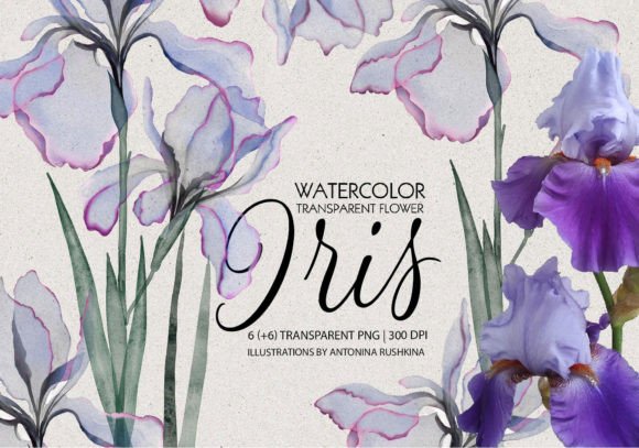 Download Transparent Flowers of Iris. - Transparent flowers Collection