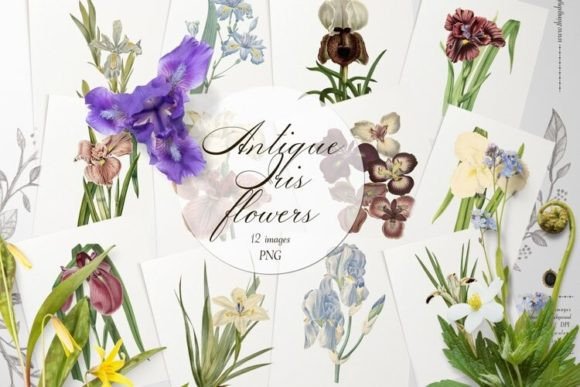 Download Vintage Iris Flowers Transparent PNG - Premium Bundle
