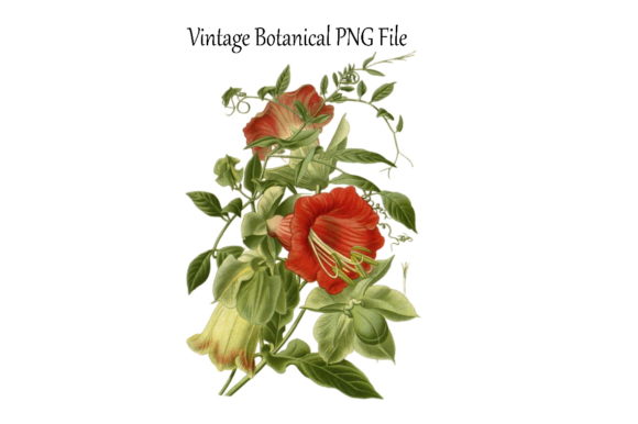 Download Vintage Botanical Flowers Transparent - Premium Bundle